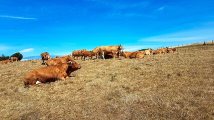 Obraz premium Des vaches et des bœufs paissent dans un champ de pâturage 