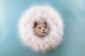 Beige Britisch Kurzhaar Katze schaut durch einen Rahmen aus Federn  - obrazy, fototapety, plakaty