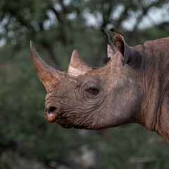 Black rhinoceros portrait