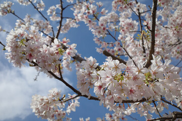 玉桜と春空