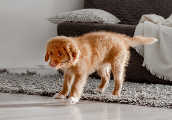 Bright Toy Duck Entertains Toller Puppy In Room, A Nova Scotia Duck Tolling Retriever