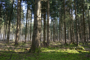 German forest on a sunny day