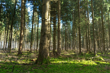 German forest on a sunny day