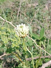 Flower of the trifolium alexandrinum or white flower of Egyptian clover or berseem clover fresh white flower