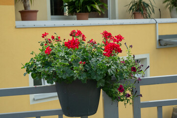 Fototapeta na wymiar Geranium red flower. Beautiful geranium flowers blooming on a terrace, outside. Nature. Pelargonium. Geranium Peltatum. Garden, gardening concept.