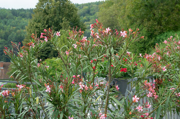 Oleander plant background with pink flowers.