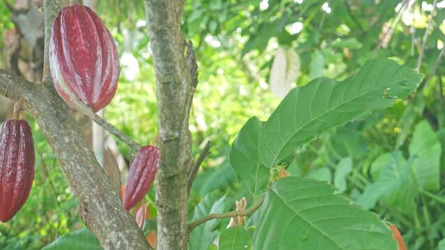 Chocolate tree, also known as the Cocoa (Theobroma cacao L.) fruit and its Tree. Cocoa or chocolate hanging on its tree