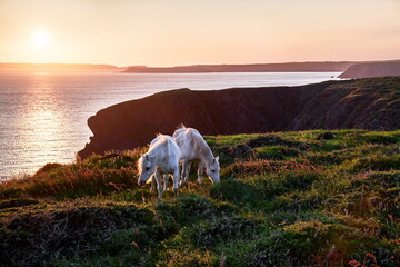 Weiße Pferde an Küste am Meer im Abendlicht bei Sonnenuntergang