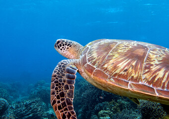 Obraz na płótnie Canvas A Green Turtle swimming on a reef Apo Island Philippines