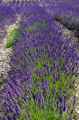 Obraz premium Lavender field in the Baronnies in the South East of France, in Europe