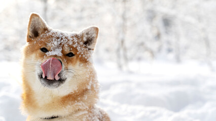 Funny Shiba Inu in the winter forest