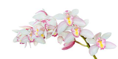 Blooming Pinkish White Cymbidium Orchid Flowers Isolated on White Background with Clipping Path - obrazy, fototapety, plakaty