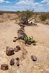 Petrified wood in the Damaraland