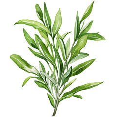 Watercolor Painting Vector of Tarragon plant herbs leaf, isolated on a white background, Drawing clipart, Illustration Graphic.