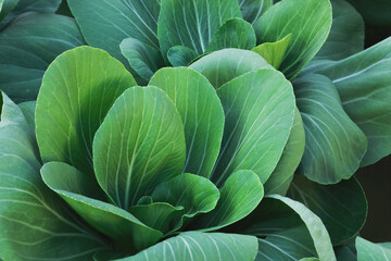 Obraz premium Closeup of Leafy Green Vegetables, Chinese Cabbage, Bok Choy, in Planting Bed