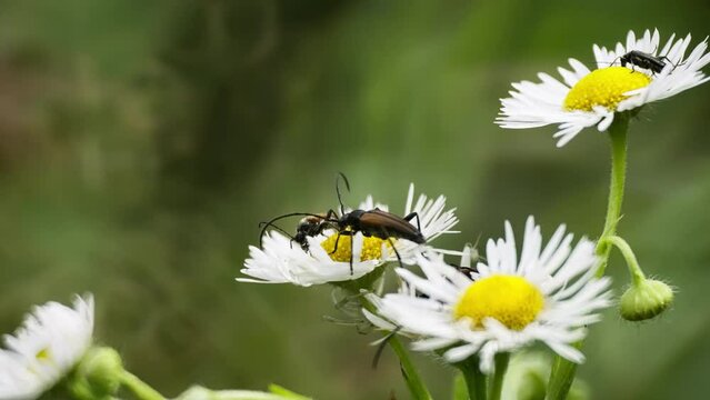 Stictoleptura rubra beetle on a chamomile flower