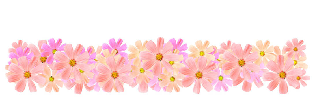 Photo pink flowers border, isolated on transparent background, png