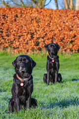 Black Labradors sitting obediently in a countryside setting. Their shiny black fur catches the early morning sun. Selective focus on the first dog.