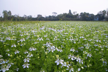 Blooming White Nigella sativa flowers in the field with blue sky. Natural Landscape view