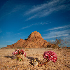 Pink lillies at the Spitzkoppe