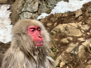 My macaque moment