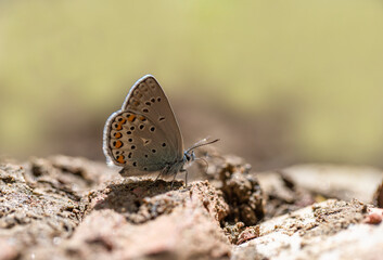Anatolian Brown Eye Butterfly (Plabejus modicus) collecting minerals on the ground