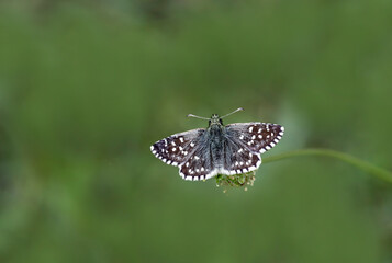 Aegean Hopper butterfly (Pyrgus melotis) on the plant.​