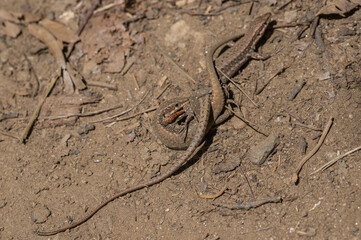 Podarcis muralis is a species of lizard that is widely distributed in Europe and is also called the European wall lizard. Two lizards fighting.