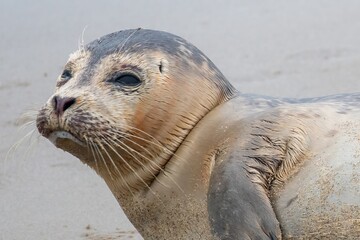 Obraz premium young seal on the beach of westkapelle Zeeland Netherlands in February