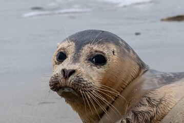 young seal on the beach of westkapelle Zeeland Netherlands in February