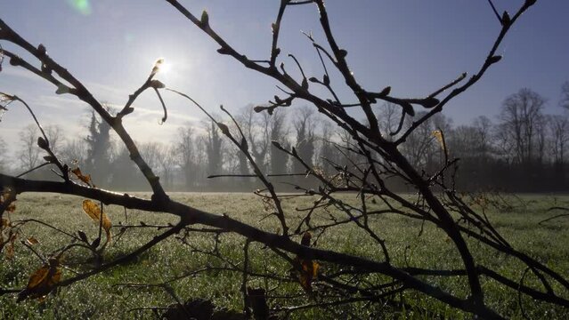 Sparkling dew and sunstar over a park playing field.
Sun comes out from behind a branch to make a sunstar over an early morning scene in Calthorpe Park, Birmingham.