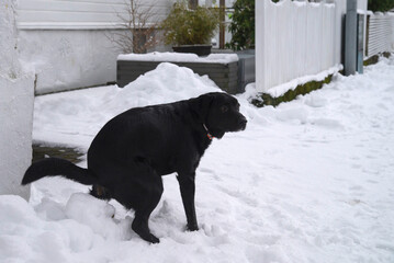 A black dog is pooping in the snow. The dog is wearing a red collar. The scene is set in a snowy courtyard.