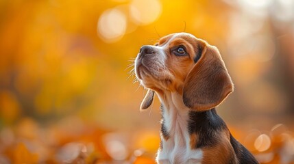 curious beagle puppy exploring outdoors, first adventures, AI Generative