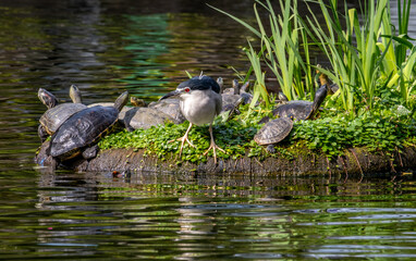 Black crowned night heron on a small island with turtles