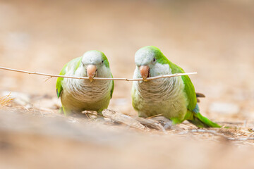 Cotorras argentinas con una rama en el pico