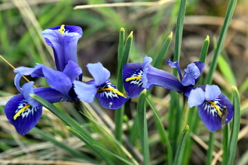 Kleine Netzblatt-Iris im Frühling © christiane65