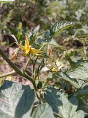 Flower of the Solanum lycopersicum or flower of the tomato in the garden