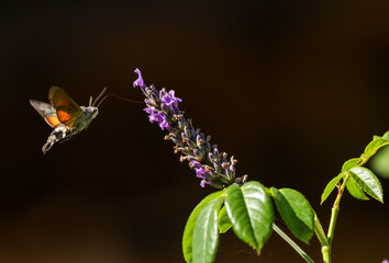 a flying hawk moth approaches a lavender plant, black background