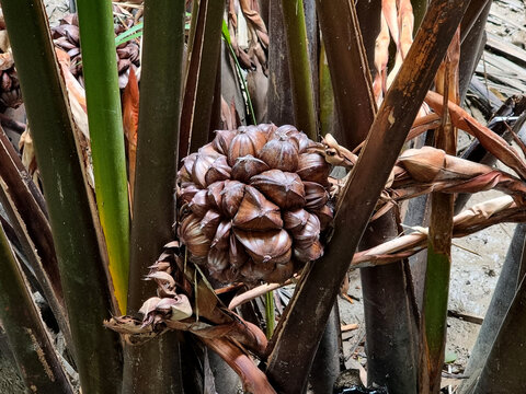 The Nipa palm fruits in the palm plantation
