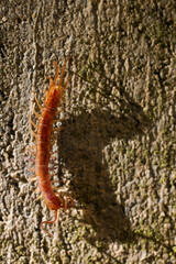 macro image of a centipede with its shadow on a wall