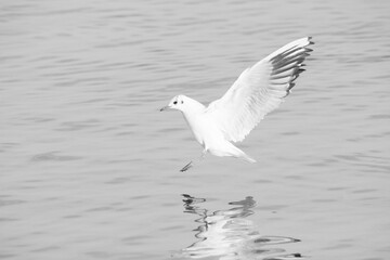 Fototapeta na wymiar black and white picture of a landing seagull in the lake of Zurich