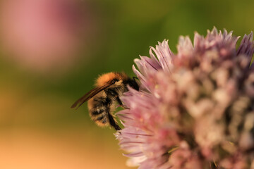 a honey bee collects nectar from a chives flower