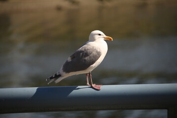 a seagull sits on a railing