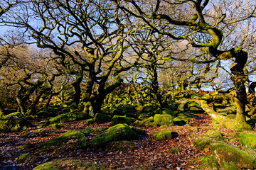  Leafless ancient twisted Oak trees stand among moss covered rocks in the bright autumn sunshine.