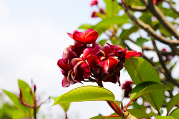 Plumeria or frangipani flower. Tropical tree