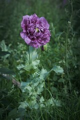 Obraz premium Papaver somniferum on the Alps in the South Tyrol region