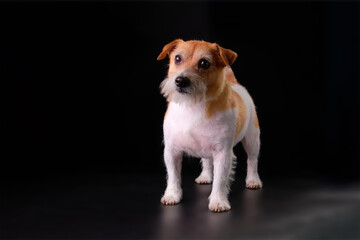 A Jack Russell Terrier dog with plucked fur after grooming on a black background