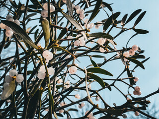 olive tree branch - obrazy, fototapety, plakaty
