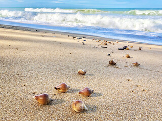 Seashell on sandy beach in Phuket islands, Thailand.