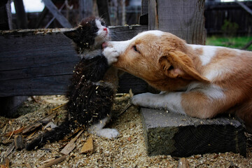 kitten hugs a lying dog - 749906780